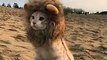 Chat lion... Petit roi de la savane adorable