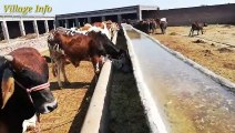 Sahiwal Bachra Farming in Pakistan _ Cattle Farming in Pakistan _ Calf Farming i_HIGH
