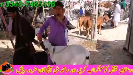 Australian Frisian Cross Baby On Doli Shaeed Moweshi Mandi Jhang __ Australian F_HIGH