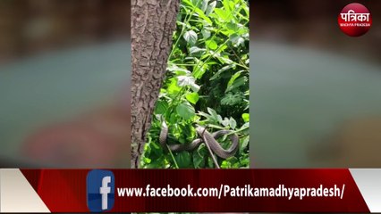 फन फैलाकर बैठा था जहरीला सांप