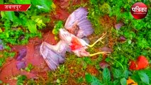 birds murdered brutally in jabalpur madhya pradesh, see horrific video