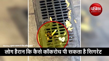 क्या कॉकरोच पी सकता है सिगरेट? वीडियो ने परेशान कर दिया लोगों को...