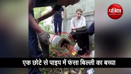 पाइप में फंसा बिल्ली का बच्चा