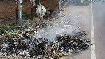 प्रतिबंध के बावजूद खुले में जल रहा कचरा, शहर की आवोहवा में धुल रही विषैली गैसें
