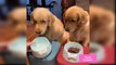 Cute and Funny Dogs Videos Compilations  Funny Animal Fails Compilations