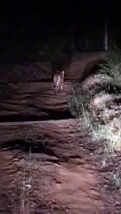 पचमढ़ी के पनारपानी गार्डन के पास पेड़ से जोर आजमाइश करता दिखा टाईगर, देखें लाइव वीडियो