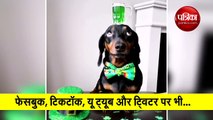 this dog can balance objects on head video viral