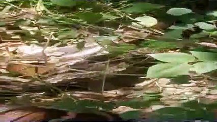 खेत में निकला अजगर