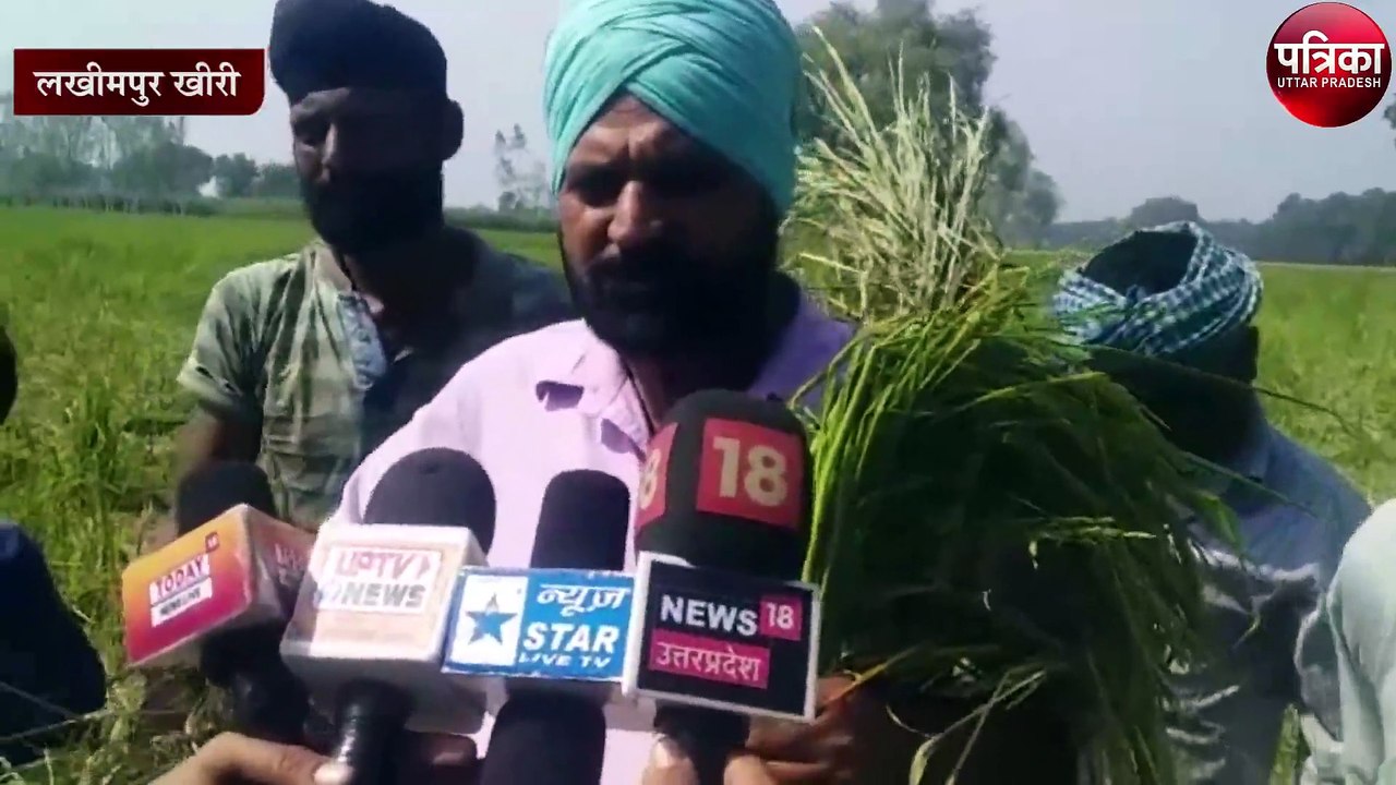 जंगली हाथियों का आतंक, धान की फसल की बर्बाद, दे...