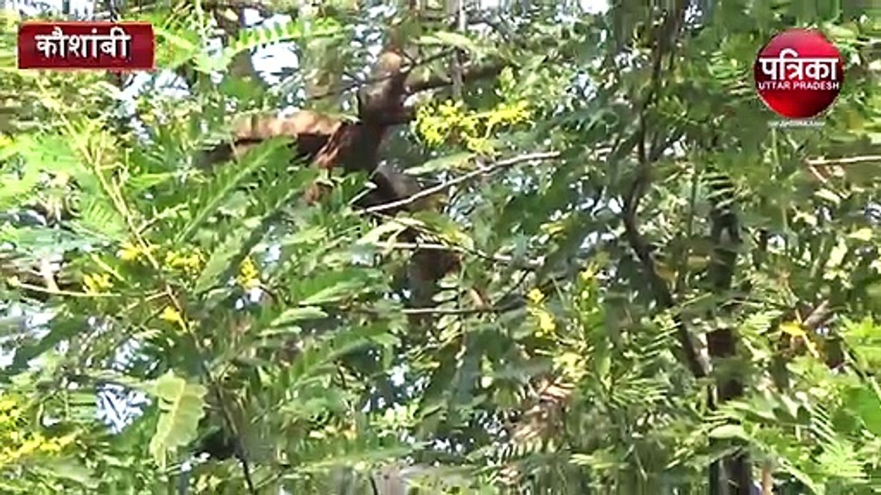 kaushambi tree