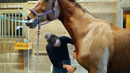 Satisfying time-lapse of clipping horse's winter coat