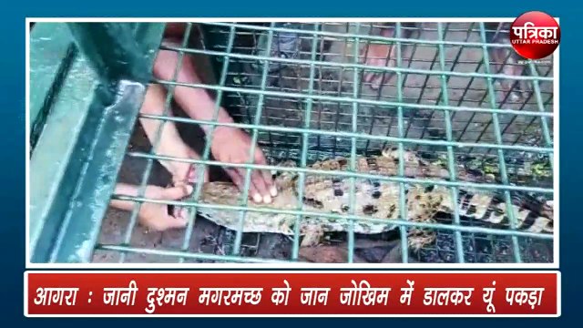 जानी दुश्मन मगरमच्छ को जान जोखिम में डालकर यूं पकड़ा