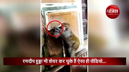 बहते पानी को रोकने के लिए इस बंदर ने किया अनोखा प्रयास, वीडियो वायरल