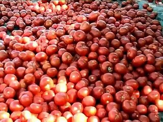 Tomatoes Eat You - Nenko Genov