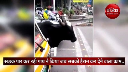 वायरल वीडियो:जब सड़क पार कर रही गाय ने किया ट्रैफिक रूल का पालन देखते ही रह गए लोग