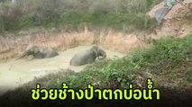 แทบหมดแรง ! คลิปนาทีช่วยเหลือ ช้างป่าตกบ่อน้ำลึก นานกว่า 10 ชั่วโมง