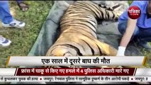 VIDEO: टेरेटरी को लेकर होती है भिड़ंत: 9 माह में 6 बाघों का संघर्ष, 2 की मौत