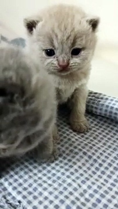 Royal King chaton british shorthair lilas 3 semaines