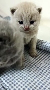 Royal King chaton british shorthair lilas 3 semaines