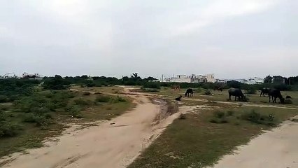 ऐसे बनेंगे खिलाड़ी....ना यूनिवर्सिटी ना कॉलेज में sports ग्राउंड