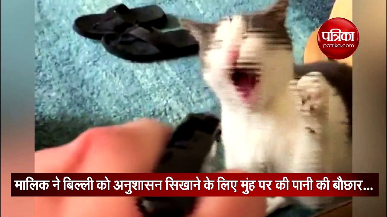 मालिक बिल्ली को दे रहा था सजा, बिल्ली ने किया ऐसा कि वीडियो हो गया पल भर में वायरल