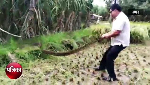गन्ने के खेत में घुसा विशालकाय अजगर