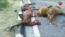 राजस्थान में तेज रफ्तार बस का कहर, हाइवे पर बकरियों को कुचला, 40 की दर्दनाक मौत