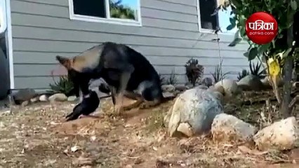 incredible friendship between a dog and crow