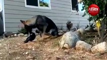 incredible friendship between a dog and crow