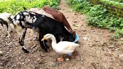 कभी देखी न होगी पशु-पक्षी की ऐसी दोस्ती, नजरों से ओझल होते ही चिल्लाने लगते हैं दोनों