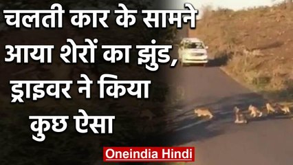 चलती Car के सामने अचानक आए Lionesses और Cubs, ड्राइवर ने किया कुछ ऐसा | वनइंडिया हिंदी