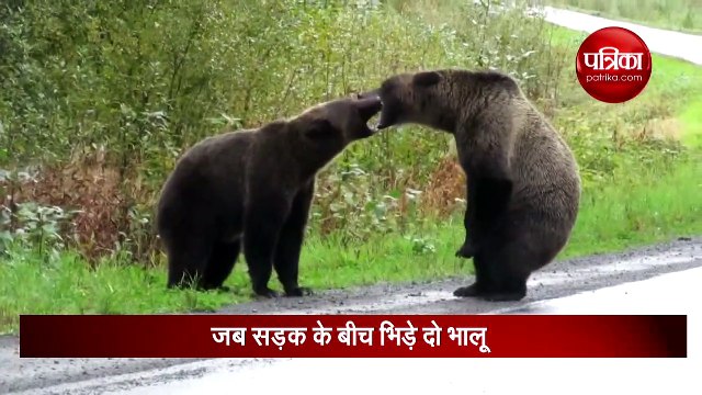 इधर देखा न उधर सड़क पर ही भिड़ गए ये दो भालू, वीडियो हो गया वायरल