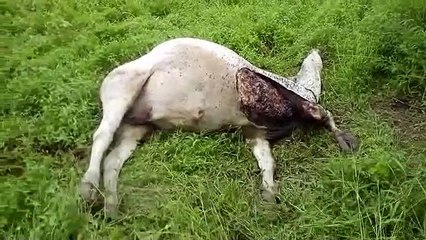 पैैंथर के हमले से परेशान हैंं ग्रामीण