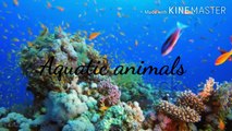 समुद्री जीव हिन्दी में | water animals in hindi
