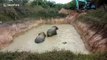 Trapped elephants stuck overnight in muddy pool are rescued after curfew ends