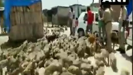 VIDEO: पुलिस वाले ने बंदरों को खिलाए चने तो लोगों ने सोशल मीडिया पर की तारीफ