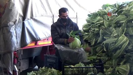 Bafra'da halden sebze sevkiyatı devam ediyor