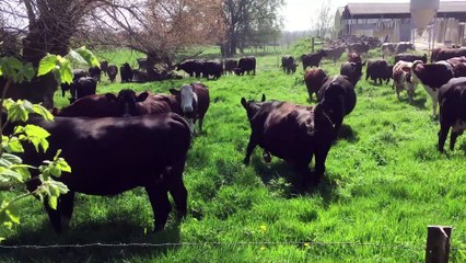 LES VACHES d'OXELAERE sont de sortie (10.4.20)