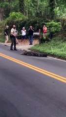 Alligator Tries to Evade Capture