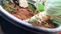 29- కాబేజి మొక్కకు పువ్వు రావాలంటే.....| how to grow Cabbage | Cabbage care