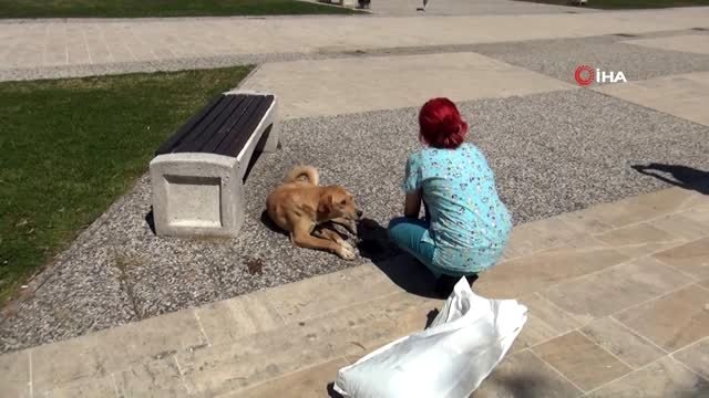 Sokağa çıkma yasağında sokak hayvanları unutulmadı