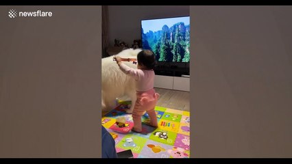 Adorable moment Taiwan toddler tries to pot collar on Samoyed dog