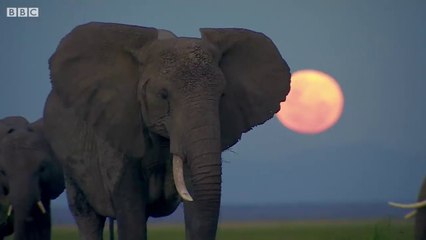 Elephants' Incredible Intelligence - Wild Files with Maddie Moate