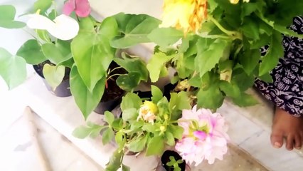 35- నర్సరి మేళ లో నేను కొన్నవి...... |  Shopping at mela