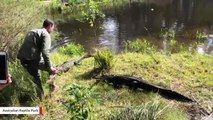 Watch The Terrifying Way These Alligators Are Fed