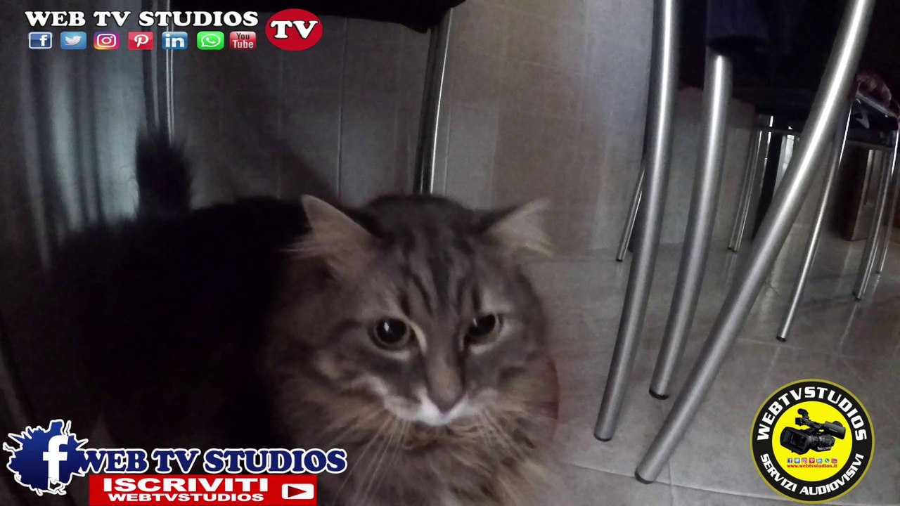 La regina di Casa si Mangia #gopro #mainecoon #webtvstudios