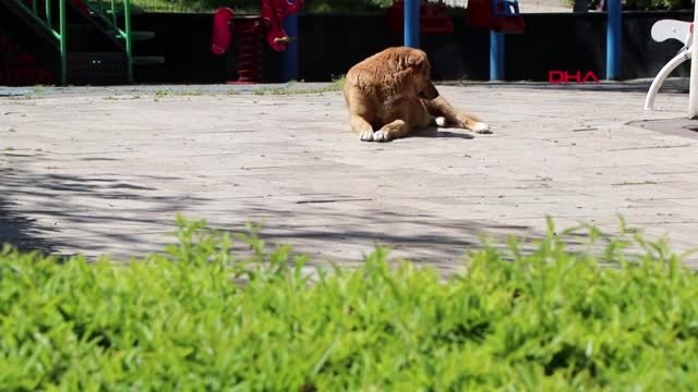 DENİZLİ Basın mensupları, sokak hayvanlarını besledi