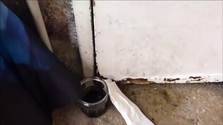 Besançon : des cafards envahissent une résidence