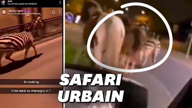 À Champigny-sur-Marne, un zèbre et deux poneys se font la malle en plein confinement