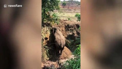 Heartwarming moment Indian elephant climbs free from 15ft trench